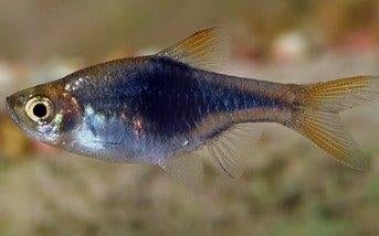 Rasbora Heteromorpha Black - Kegelvlekje Black - Koidreams, Dieren en Toebehoren, Vis, Zoetwatervis