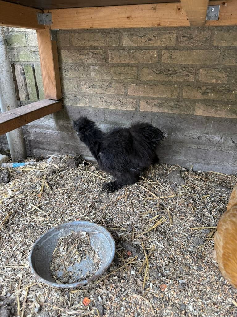 Jonge Usa zijdehoen haan, Dieren en Toebehoren, Pluimvee, Mannelijk, Kip