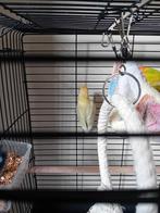 Jonge agapornis, Geslacht onbekend, Dwergpapegaai of Agapornis