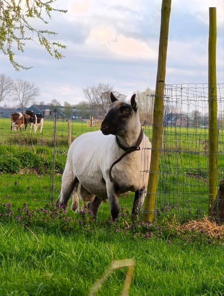 Lieve bewezen Clun Forest dekram, Dieren en Toebehoren, Schapen, Geiten en Varkens, Mannelijk, Schaap