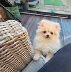 Pomeriaan | pomeranian | dwergkees pup teefje, Dieren en Toebehoren, Particulier, Keeshond, 15 weken tot 1 jaar, Buitenland