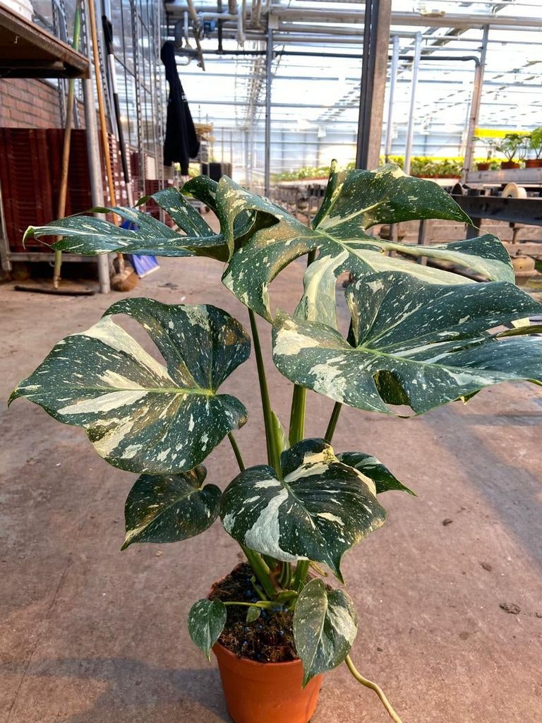 Monstera deliciosa Thai Constellation P15, hoogte 55cm, Ophalen, Overige soorten, Halfschaduw, Minder dan 100 cm