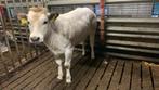 Piemontese pink te koop, Vrouwelijk, 0 tot 2 jaar