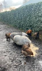 Koppeltje Brahma’s, Dieren en Toebehoren, Pluimvee, Meerdere dieren, Kip