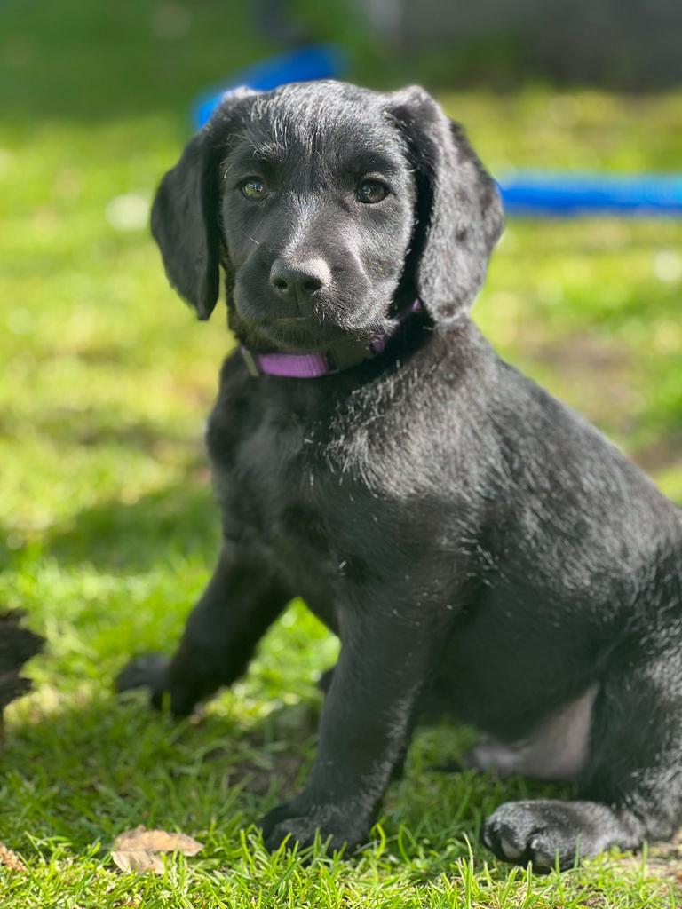 Labradoodle pup, Eén hond, Nederland, Fokker | Hobbymatig, Reu