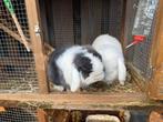2 tamme NHD hangoor dwergkonijnen 8M oud compleet met hok, Meerdere dieren, Dwerg, Hangoor