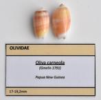 Schelpen: Oliva carneola 17-19,2mm (F+++/Gem) set van 2, Ophalen of Verzenden, Schelp(en)