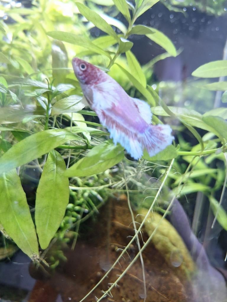 2x betta man en vrouw! Gezond en mooie kleuren, Dieren en Toebehoren, Vissen | Aquariumvissen, Vis