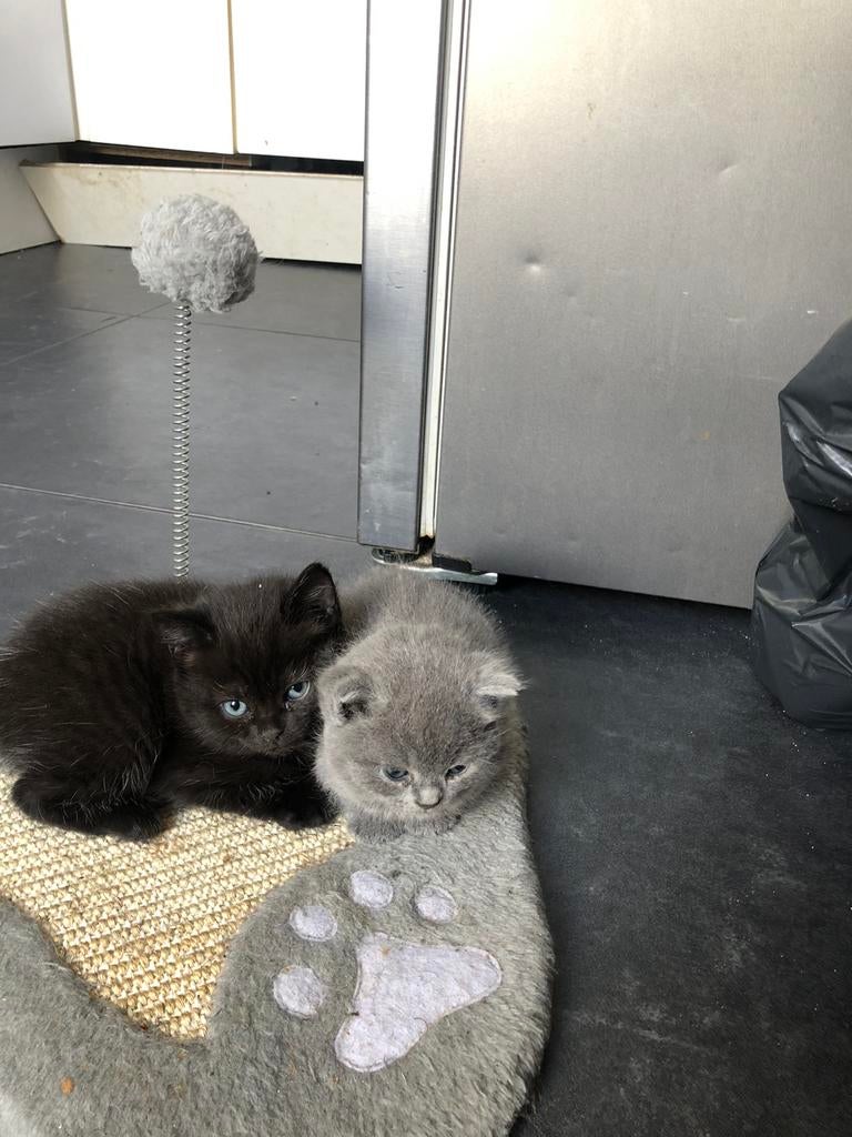 kittens britse korthaar kittens, Dieren en Toebehoren, Katten en Kittens | Raskatten | Korthaar, Meerdere dieren