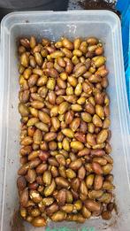 Chamaerops Humilis zaden te koop, Ophalen, Volle zon, Zaad