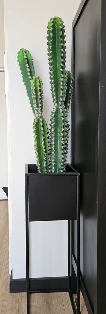 Grote kunst cactus in zwarte plantenbak, Ophalen