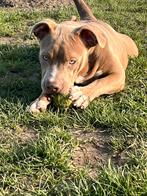 American bully teefje, Dieren en Toebehoren, Parvo, 15 weken tot 1 jaar, Overige rassen, Teef