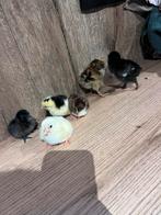 Kuikens, Dieren en Toebehoren, Pluimvee, Meerdere dieren, Kip