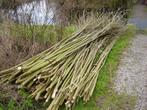 Wilgentenen, Ophalen, Nieuw, Hout, Minder dan 3 meter