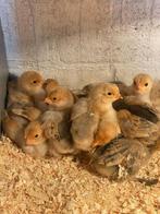 Brhama buff blauw/zwart columbia, Dieren en Toebehoren, Pluimvee, Geslacht onbekend, Kip