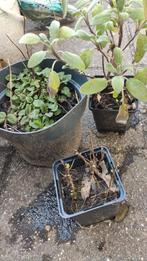 Salie citroenmelisse colakruid, Ophalen, Minder dan 100 cm, Overige soorten, In pot