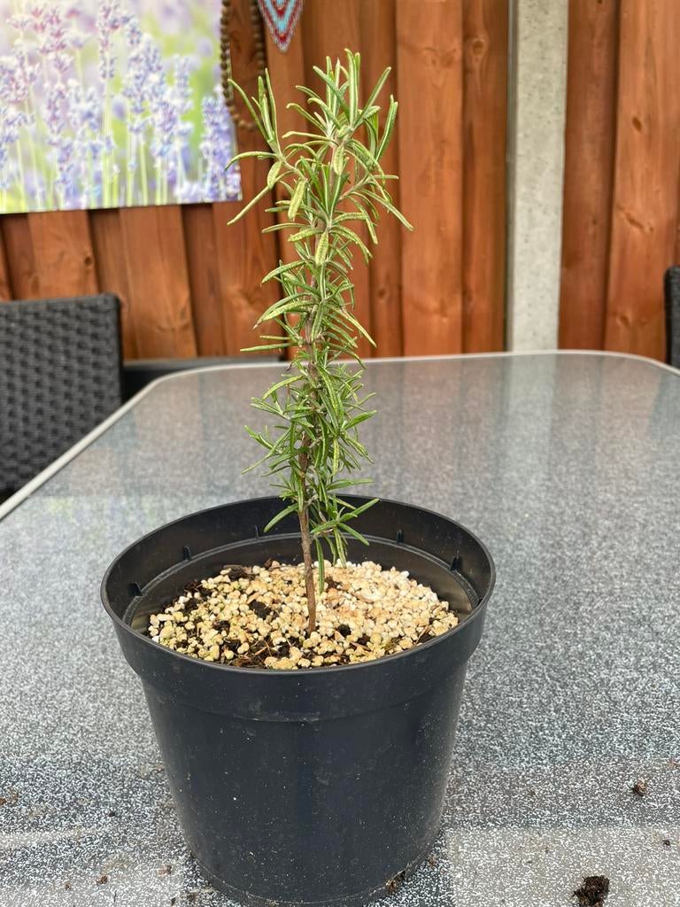 Rozemarijn plant, Ophalen, Overige soorten, Volle zon