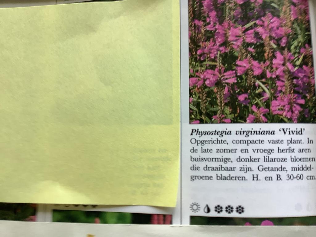 IJzerhard verbena, bio gekweekt, trekt vlinders aan, Volle zon, Vaste plant, Zomer, Ophalen
