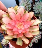 Aeonium lucky koi-nieuwe variëteit, Ophalen of Verzenden, Halfschaduw, Minder dan 100 cm