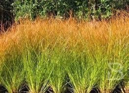 Carex Testacea prairie fire. Oranje zegge, siergras P9 plant, Volle zon, Vaste plant, Siergrassen, Ophalen of Verzenden