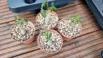 SUCCULENT KEDROSTIS AFRICANA PLANT CAUDEX, Ophalen of Verzenden, Halfschaduw, Minder dan 100 cm