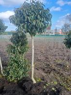 Prunus, Ophalen of Verzenden, Laurier, 100 tot 250 cm