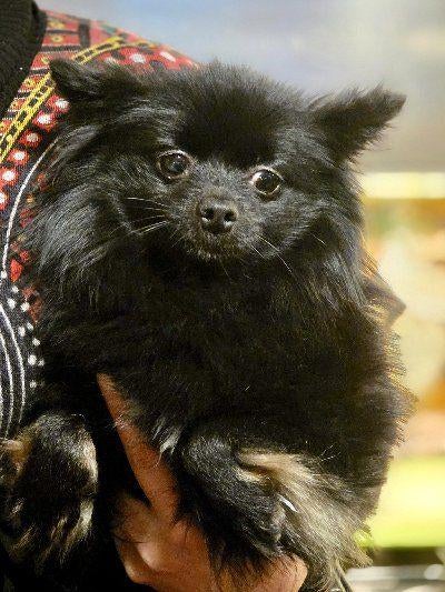 ACE: Pommie is een heel fijn, gevoelig zieltje, Dieren en Toebehoren, Particulier, Overige rassen, Buitenland, Teef