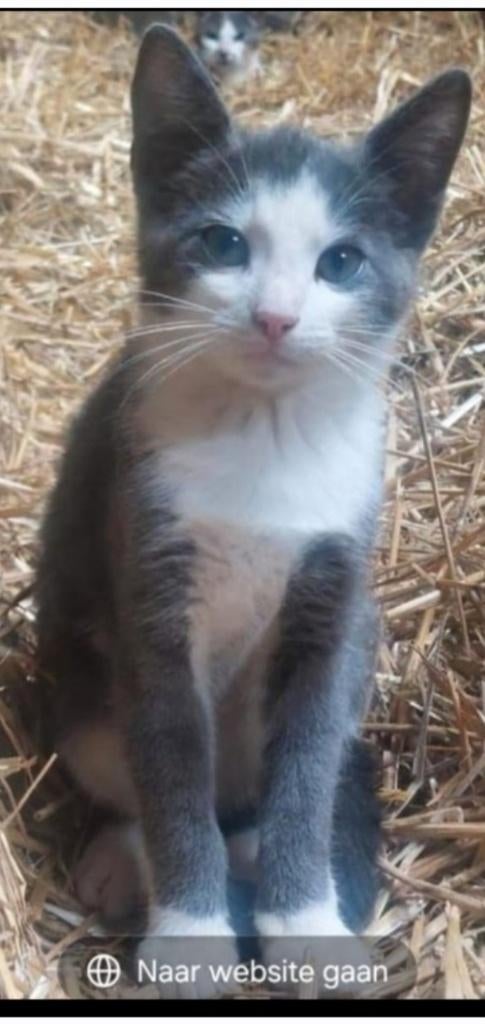 Gezocht kitten, Dieren en Toebehoren, Katten-accessoires, Ophalen of Verzenden