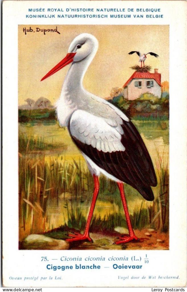 Ooievaar / White stork – Nº 75 – (KBIN / IRSNB), Verzamelen, Verzenden, 1940 tot 1960, Ongelopen, Vogel
