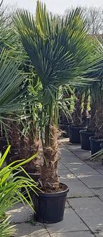 palmboom Trachycarpus Fortunei, Minder dan 100 cm, Zomer, Palmboom, Ophalen