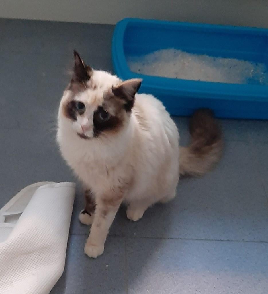 MJM Dogs Foundation: Stella, Poes, Langharig, 0 tot 2 jaar