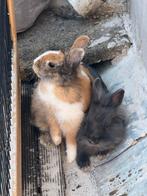 Huisje gezocht voor onze 2 lieve dwergkonijntjes, Dieren en Toebehoren, Konijnen, Meerdere dieren, Dwerg, 0 tot 2 jaar