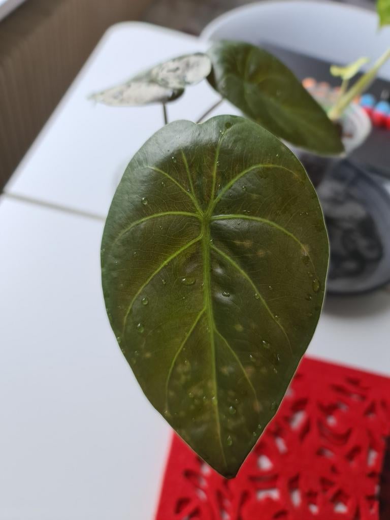 Alocasia Black Velvet stekje, Huis en Inrichting, Kamerplanten, Ophalen, Overige soorten, Halfschaduw, In pot