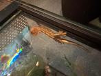 Baby wimper gekko’s, Hagedis, 0 tot 2 jaar
