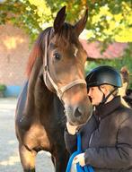 GEZOCHT (geen spoed!): (dressuur/allround) paard, Ophalen, Nieuw, Overige soorten