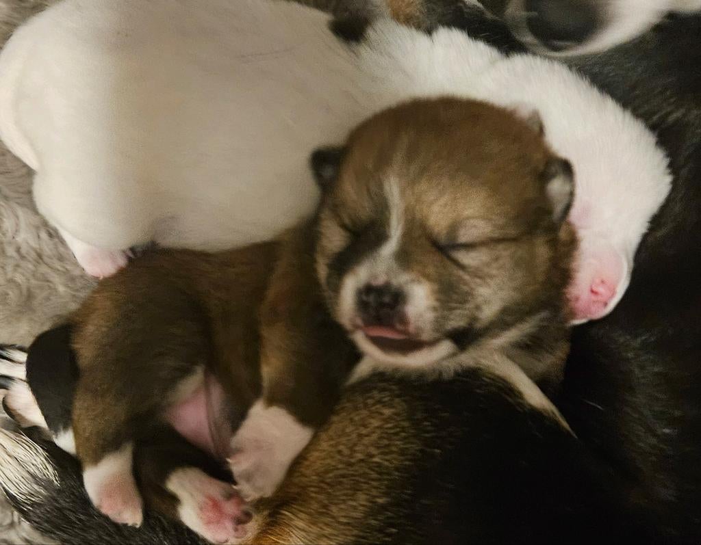 Pomchi pups, Overige rassen, 8 tot 15 weken, Meerdere, Meerdere dieren