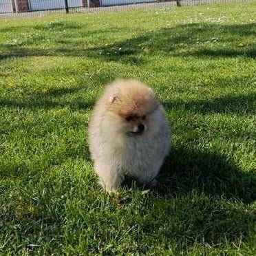 Pomeranian Pomeriaan Pup, Dieren en Toebehoren, Particulier, Keeshond, Reu, 8 tot 15 weken