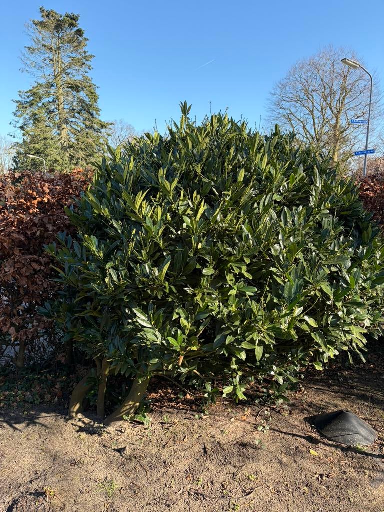 Mooie grote laurierbol circa 2m hoog en 3 meter breed, Ophalen, Halfschaduw, Overige soorten, 100 tot 250 cm