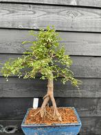 Mooie Bonsai Zelkova hoogte 65 cm, Tuin en Terras, Planten | Bomen, Bloeit niet, Minder dan 100 cm, Volle zon, In pot