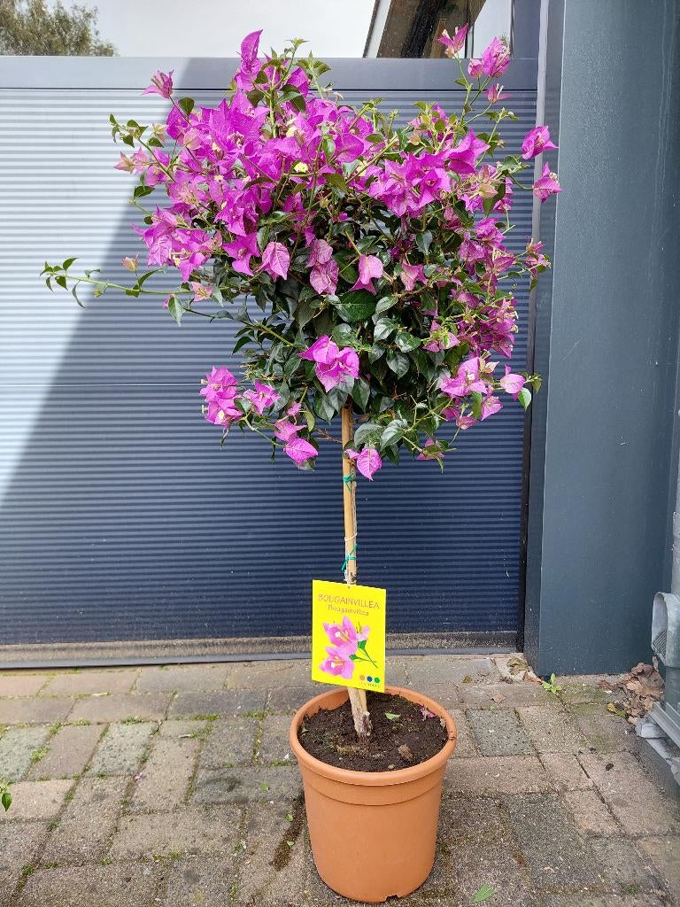 Bougainvillea Glabra 'Sanderiana', Tuin en Terras, Volle zon, Vaste plant, Zomer, Ophalen