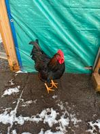 Haan, Mannelijk, Kip