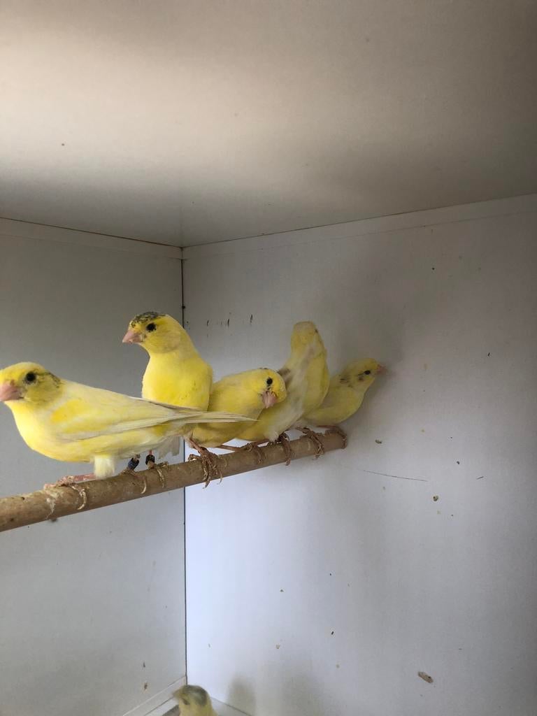 Div Harzer kanaries, Meerdere dieren, Kleurkanarie