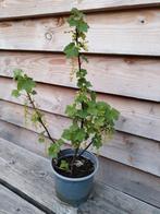 Rode bessen struik / Aalbesjes, Ophalen, Overige soorten, Struik, Minder dan 100 cm