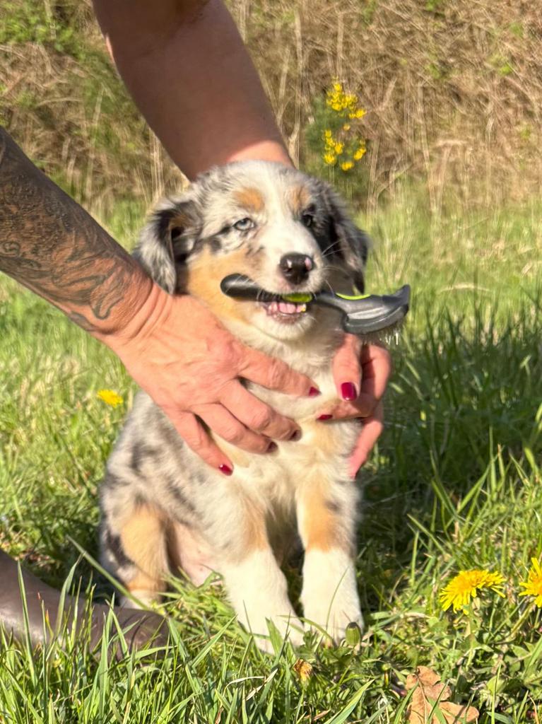 AUSTRALIAN SHEPHERD PUP’S, Dieren en Toebehoren, Parvo, 8 tot 15 weken, Meerdere, Meerdere dieren