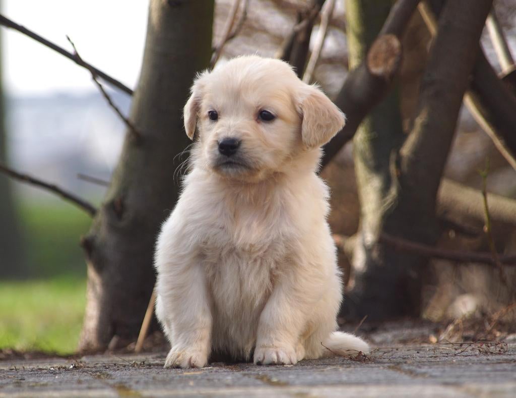 Friese Stabij pups x Golden Retriever pups uit stamboomlijn, Dieren en Toebehoren, Golden retriever, Nederland, Parvo, 8 tot 15 weken