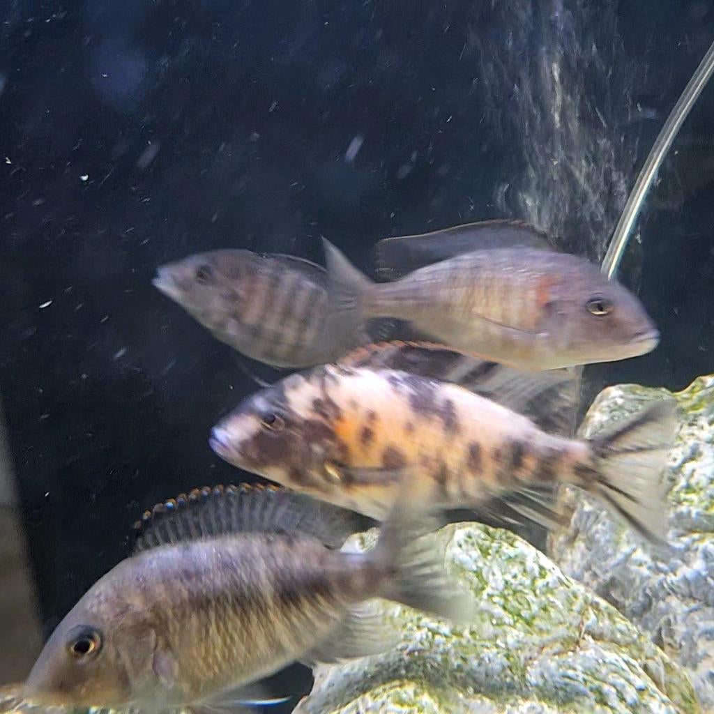 Malawi cichliden vis, Vis