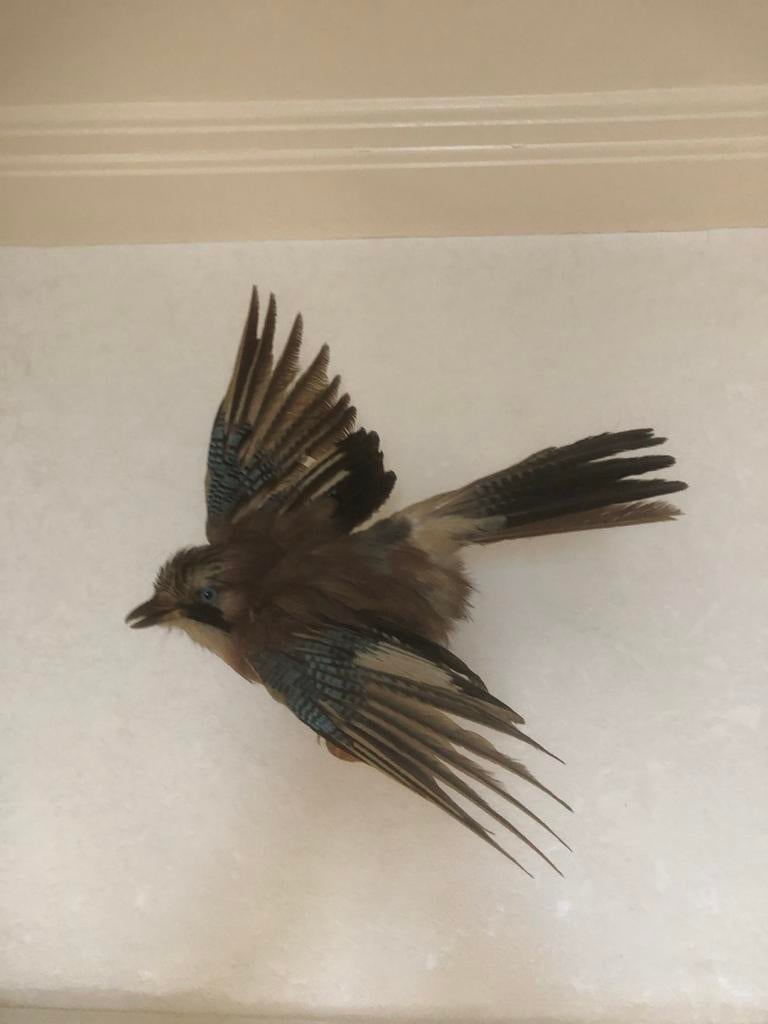 Geprepareerde Vlaamse Gaai op stam met kurken schild, Ophalen of Verzenden, Gebruikt, Vogel, Opgezet dier