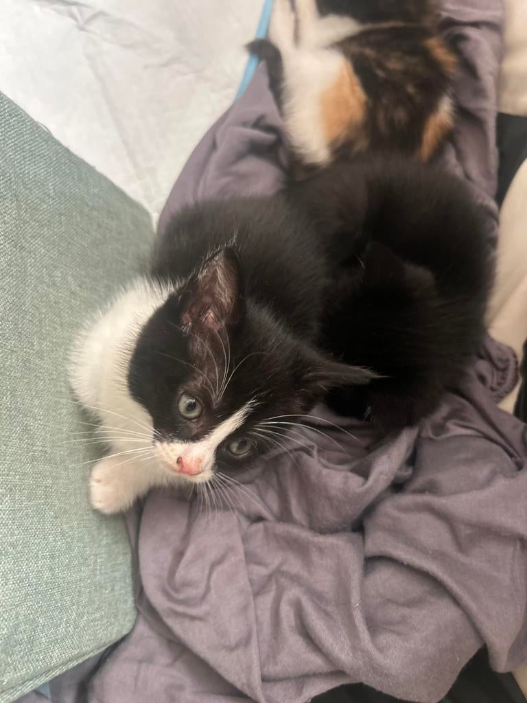 Kittens omgeving amsterdam, Dieren en Toebehoren, Katten en Kittens | Overige Katten, Poes