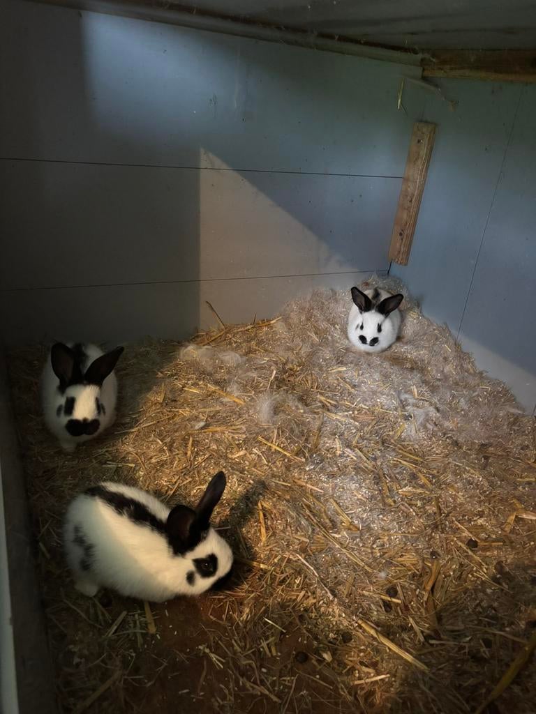 Jonge lotharinger konijnen, Dieren en Toebehoren, Konijnen, Geslacht onbekend, Groot, 0 tot 2 jaar