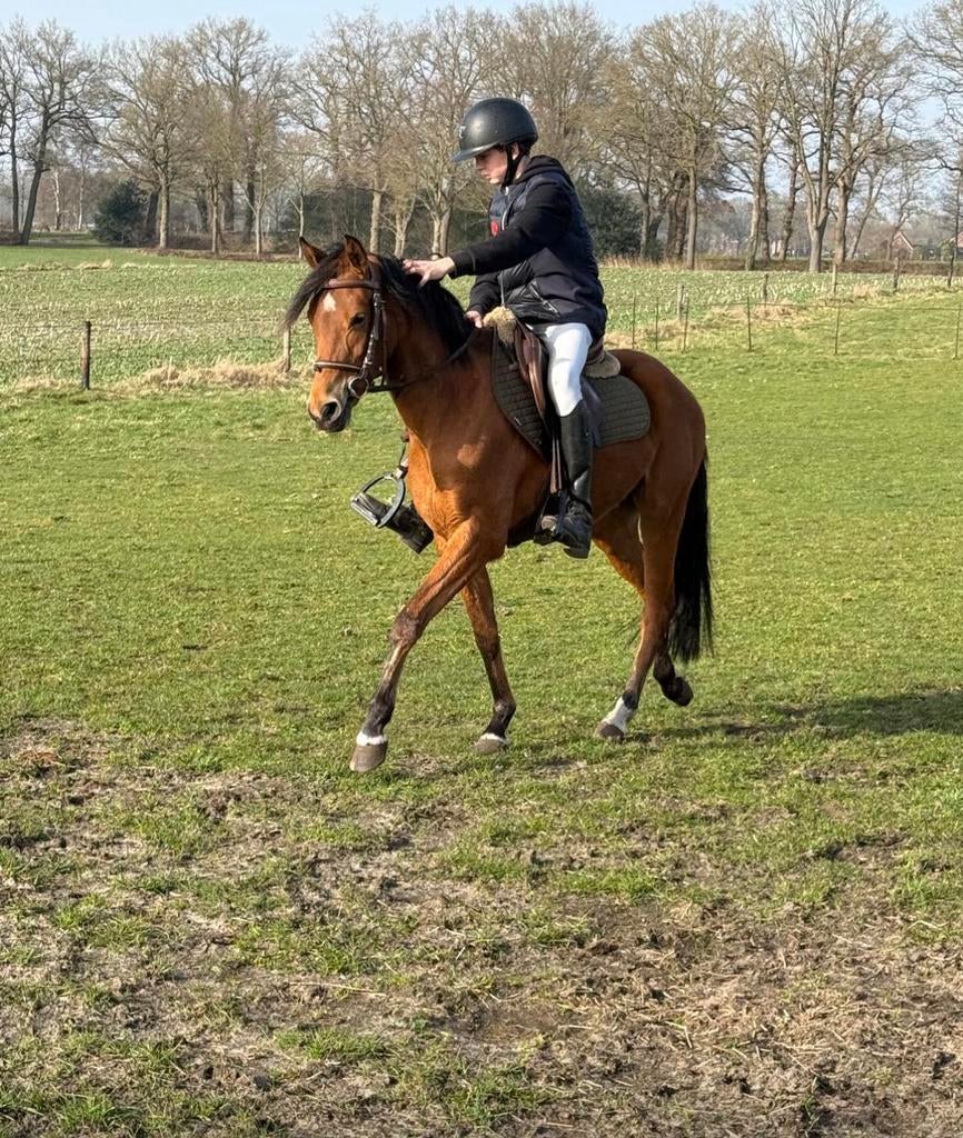 Practige kinderpony van Koetsiershoeve in prijs verlaagd !, Dieren en Toebehoren, Pony's, Merrie, Springpony
